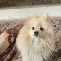 سگ پامر