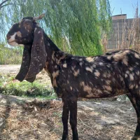 بز پلنگی