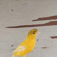 قناری ماده کاکلی|پرنده|چابهار, |دیوار