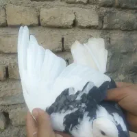 کفتر گرفتنی 6عدد