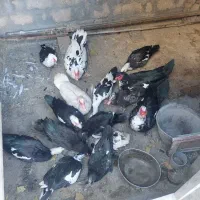 اردک اسرائیلی