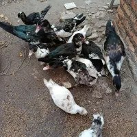 اسرائیلی درجه یک|حیوانات مزرعه|گمیشان, |دیوار