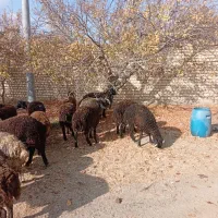 بره نر پرواری و کشتاری|حیوانات مزرعه|تهران, جوادیه|دیوار