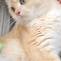 گربه بریتیش|گربه|سهند, |دیوار