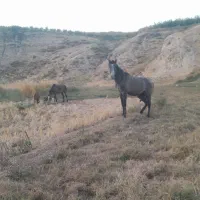 اسب|اسب و تجهیزات اسب‌سواری|کوهنانی, |دیوار