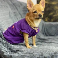 سگ شیواوا ماده|سگ|شهریار, شهرک شاهد|دیوار