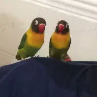 فروش عروس هلندی و کوتوله برزیلی|پرنده|لامرد, |دیوار