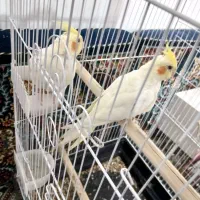 جوجه عروس هلندی