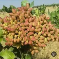 پیوند پسته|خدمات باغبانی و درختکاری|شاهین‌شهر, گزبرخوار|دیوار