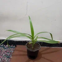 گل*برگ موزی* ۸۵ ت|گل و گیاه طبیعی|رفسنجان, |دیوار