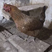 ۴عدد مرغ  تخم گذار دانه ۴۰۰ تومان