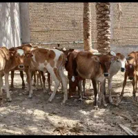 6عدد گوساله نرودو عدد گوساله ماده گاو بزمیش گوسفند
