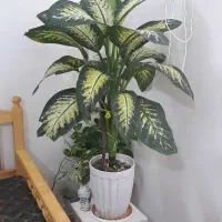 گل سرحال وپربرگ دیفن