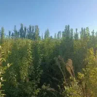 فروش به صورت تعداد بالا|گل و گیاه طبیعی|میاندوآب, |دیوار