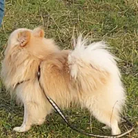 پامرانین اصیل وارداتی|سگ|رشت, حاجی آباد|دیوار