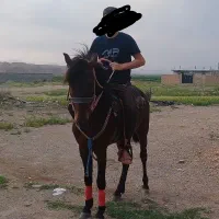 نریان ۲ونیم ساله