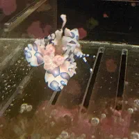 ماهی و میگو وریف آکواریوم آب شور یکجا