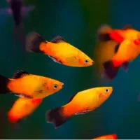 ماهی اکواریوم تجهیزات|ماهی|سردشت, |دیوار