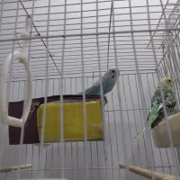 2جفت مرغ عشق و ...|پرنده|سبزوار, پاسداران|دیوار