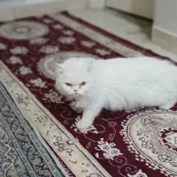 گربه پرشین فقط ۵ تومن|گربه|مهاجران, |دیوار