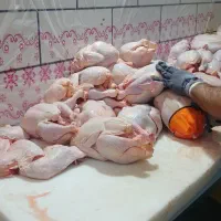 فیله مرغ و ران کشتار روز