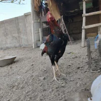 خروس لاری نژاد دار|حیوانات مزرعه|ری, فیروزآباد|دیوار