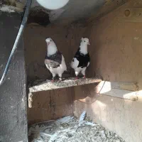 سلام یک جفت کبوتر طوقی  به فرش مرسد