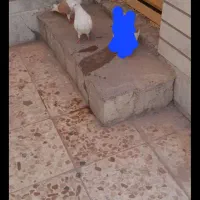 کفتر