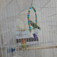 طوطی برزیلی