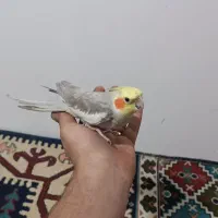 عروس هلندی