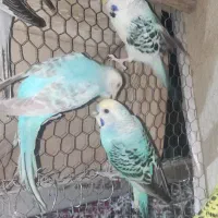 مرغ عشق رینبو و اوپالین|پرنده|سراوان, |دیوار