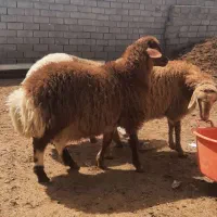 گوسفند و بره نر برای قربانی|حیوانات مزرعه|اردبیل, |دیوار