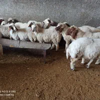 بره ماده بابره نر قوچ|حیوانات مزرعه|ماهیدشت, |دیوار