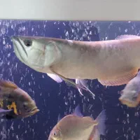 فروش چند عدد ماهی زیبا و سالم