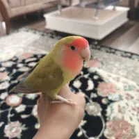 طوطی برزیلی صورت هلویی رام و دستی