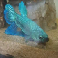 فایتر|ماهی|اصفهان, جلفا|دیوار