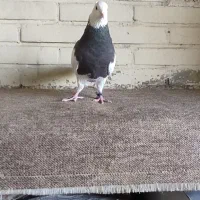 کبوتر طوقی نر سرکه ای|پرنده|فولادشهر, B1|دیوار