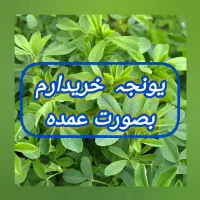 یونجه