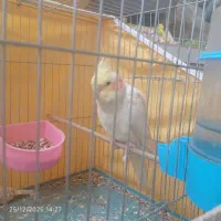 جوجه عروس هلندی سخنگو 4ماهه