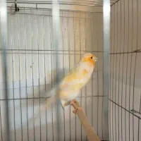 قناری پرتغالی نر|پرنده|تهران, جیحون|دیوار