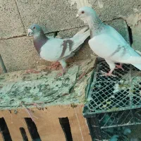 کبوتر سوسنی پیازی|پرنده|خشت, |دیوار