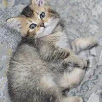 گربه بریتیش اسکاتیش