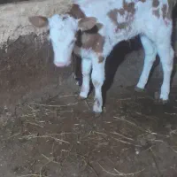 فروش یک راس گوساله سیمنتال ماده|حیوانات مزرعه|تبریز, |دیوار