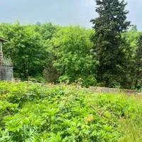 فروش زمین ۲۵۰ متری سند دار با ویو ابدی جنگل