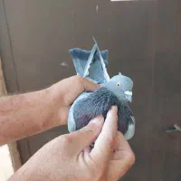 دوتا شازده همای نر و ی نر سبز و ی سفید سینه ماشی|پرنده|تهران, جیحون|دیوار