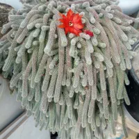 کاکتوس ماری