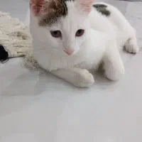 گربه بازیگوش
