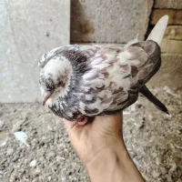 فروش یک عدد کبوتر نر