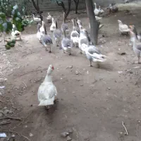 شب یلدا ،اردک و غاز سفید