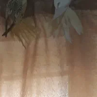 ۲تا عروس هلندی ۴ماهه